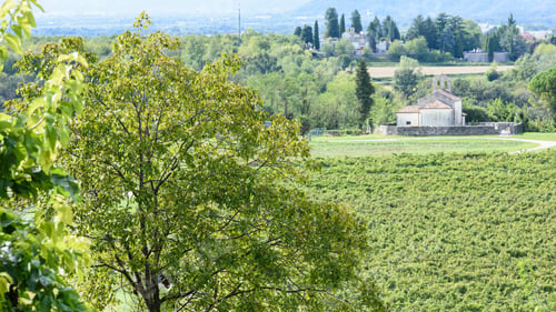 Preview: Church In The Vineyards