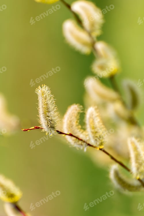Preview: Early Spring Background. Pussy Willow Catkins Close Up Selective Focus Spring Seasonal Background