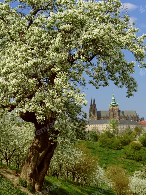 Preview: View On Prague Gothic Castle With Flowering Trees And Grass