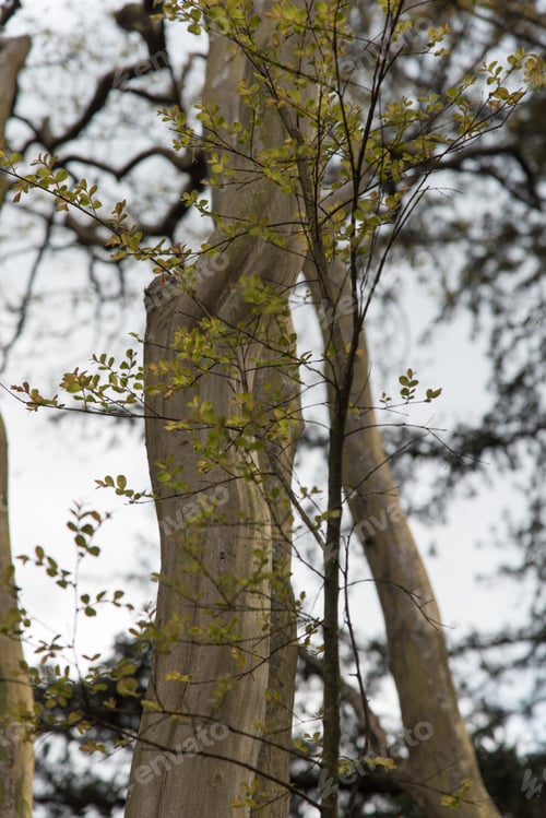 Preview: Rustic Country House And Its Park