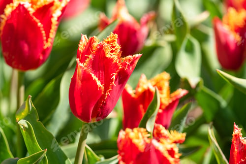Preview: Tulipa 'Doberman' Flowers Close Up