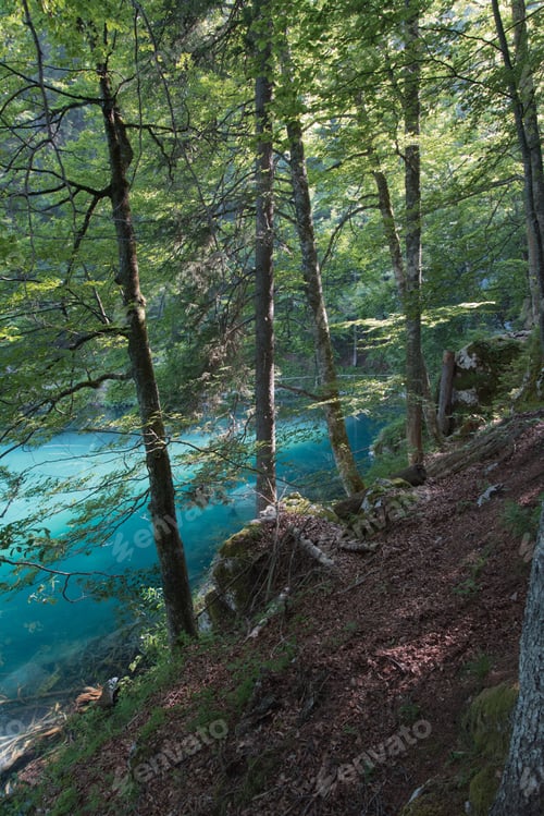 Preview: Trees On The Background Of Emerald Lake - Fusine , Friuli