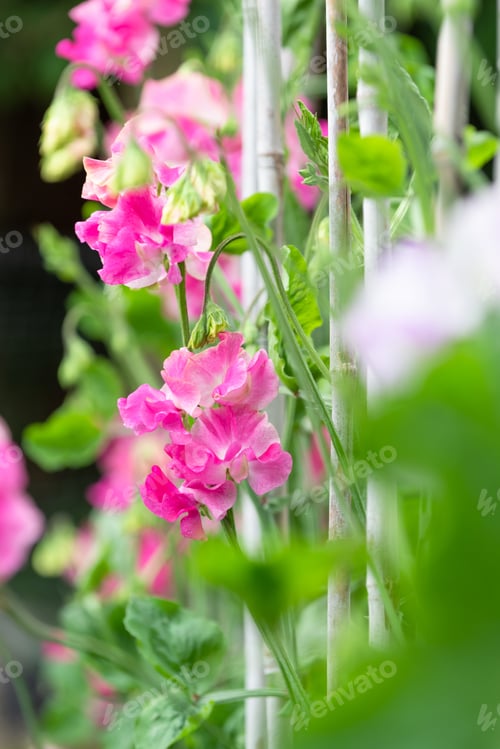 Preview: Sweet Pea 'Grandma Butt' Growing Cordon Style