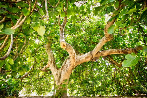 Preview: Fig Tree In Complete Vegetation In The Summer Season