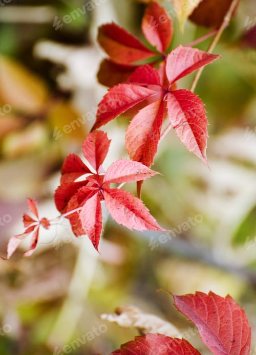 Preview: Wild Red Grape Leaves Ander Bright Sunlight. Beautiful Bright Fall Background.
