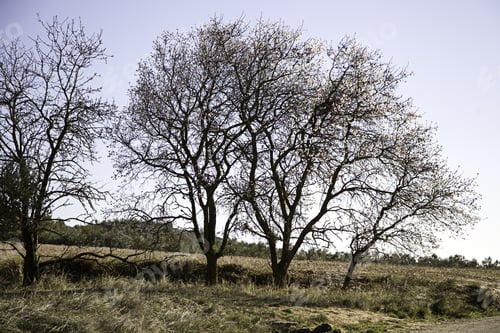 Preview: Branches Of Tree With Autumn Leaves, Landscapes And Nature
