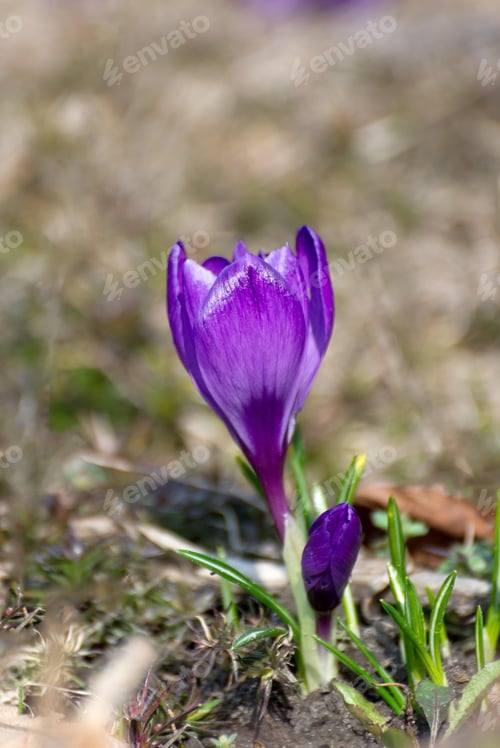 Preview: Beautiful Crocuses Spring First Oniony. Group Of Blooming Purple Flowers, Good For Greeting