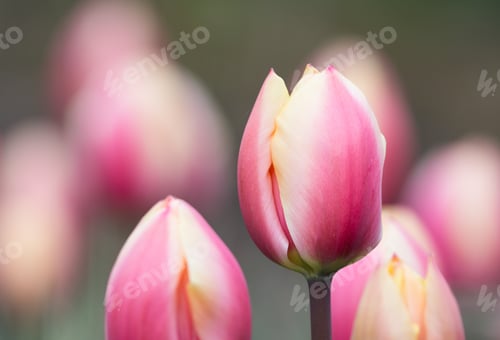 Preview: Pink Tulip Flowers