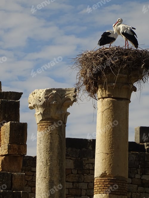 Preview: Volubilis, Morocco
