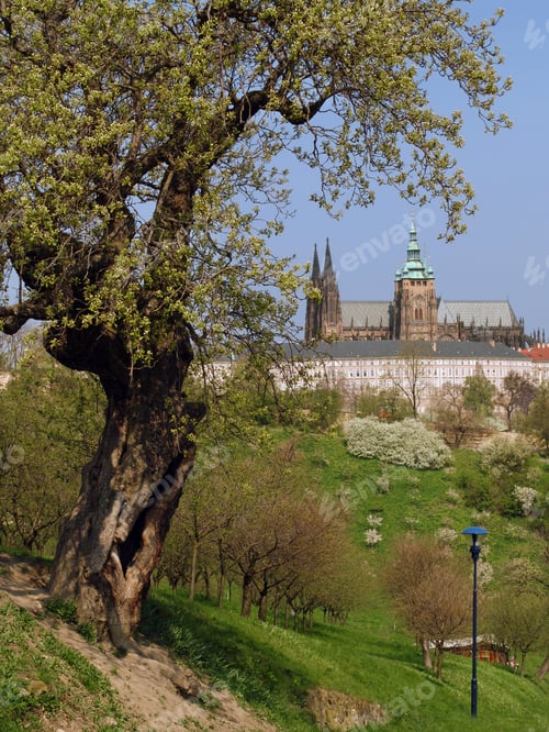 Preview: View On Prague Gothic Castle With Flowering Trees And Grass