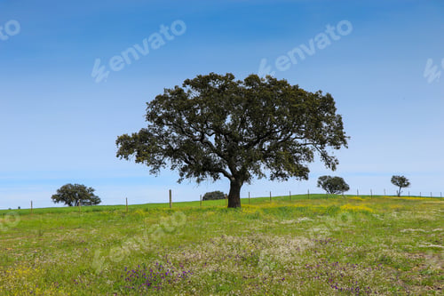 Preview: Beautiful Cork Oak In A Green Farming Field With Blue Sky In Background. Alentejo, Portugal