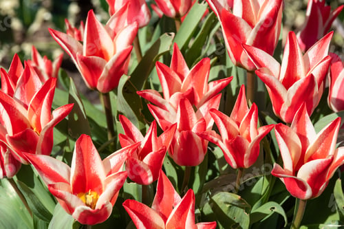 Preview: Red And White Tulip 'Pinocchio'