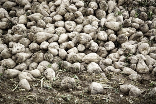 Preview: Sweet Potatoes In The Field, Agriculture And Vegetables, Harvest