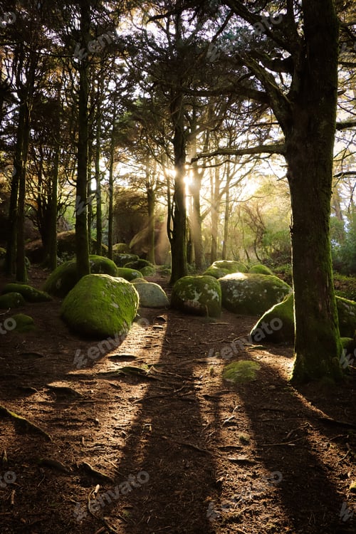 Preview: Forest Trees With Sunlight Bursting Through Tree Branches At Sunset In The Woods With Stones