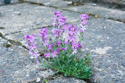 Preview: Fairy Foxglove Or Alpine Balsam, Erinus Alpinus