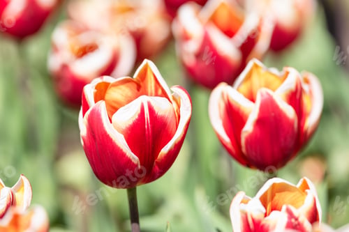 Preview: Tulipa 'Abu Hassan' Flowers Close Up