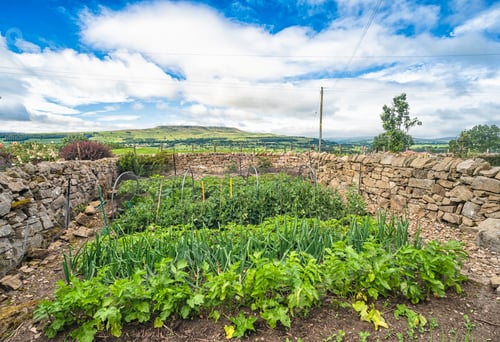 Preview: Flowering Garden Border In Summer