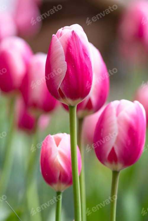 Preview: Pink And White Tulips In Flower