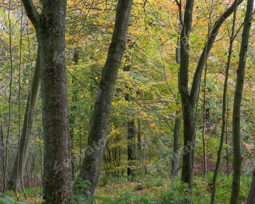 Preview: Autumn Woodland Scene