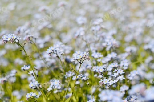 Preview: Wild Meadow Of Beautiful Blue Flowers Forget-Me-Not. Summertime Hipster Season Background.