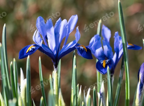 Preview: Blue Iris Reticulata 'Harmony' In Flower