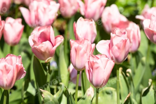 Preview: Tulipa 'Candy Prince' In Full Flower