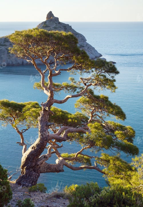Preview: Pine Tree On Rock And Sea With "Capchik" Cape Behind ("Novyj Svit" Reserve, Crimea, Ukraine).