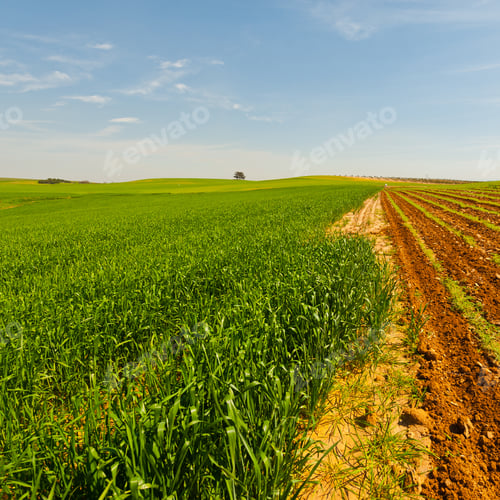 Preview: Green Field In Israel At Spring