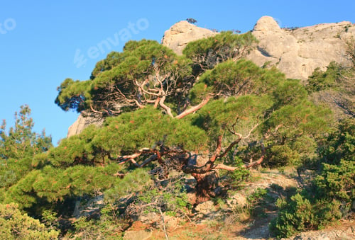 Preview: Big Pine Tree On Summer Mountain Hill ("Novyj Svit" Reserve, Crimea, Ukraine).