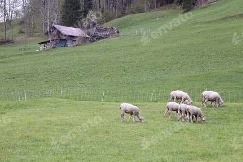 Preview: Landscape In Lauterbrunnen Junfrau Region Berner Oberland Switzerland