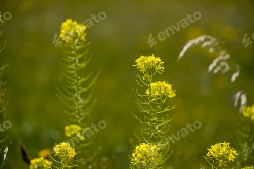 Preview: Spring Landscape In Gudar Mountains Teruel Aragon Spain