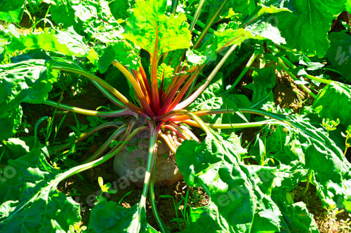 Preview: Plantation Of Beet In A Greenhouse