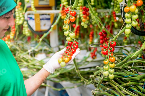 Preview: Farmers Hands With Freshly Harvested Tomatoes. Woman Hands Holding Tomatoes. Greenhouse. Background