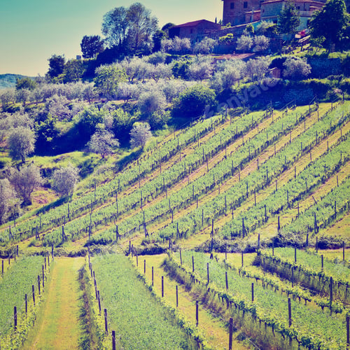 Preview: Hill Of Tuscany With Vineyard And Olive Plantation In The Chianti Region, Instagram Effect