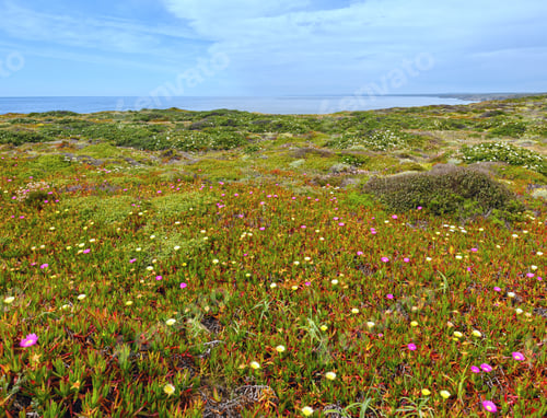Preview: Summer Blossoming Shore With Carpobrotus Flowers (Known As Pigface, Ice Plant).