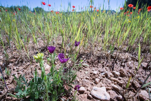 Preview: Spring Meadow With Poppies Teruel Aragon Spain