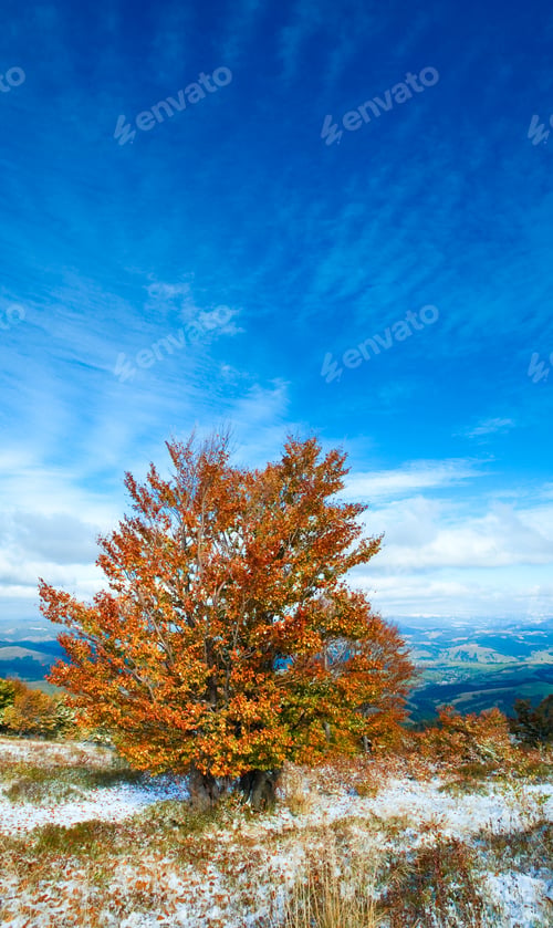 Preview: October Carpathian Mountain Plateau With First Winter Snow And Autumn Colorful Foliage