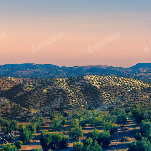 Preview: Olive Grove In The Cantabrian Mountain, Spain, At Sunset, Vintage Style Toned Picture