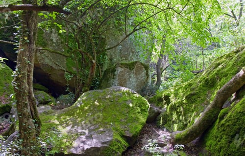 Preview: Green Moss Covered Stone In The Spring Forest