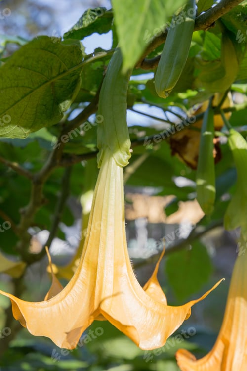 Preview: Vegetation In Terra Nostra Park Furnas Sao Miguel Island Azores Portugal. Brugmansia Aurea Yellow