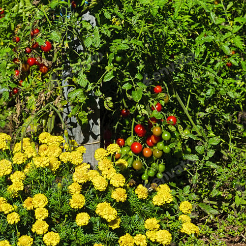 Preview: Tomatoes In Vegetable Garden On A Personal Plot In The French Village