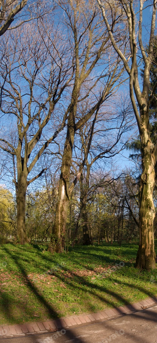 Preview: Big Trees In Park And Their Shadows (Vertical Stitch, Four Shots)