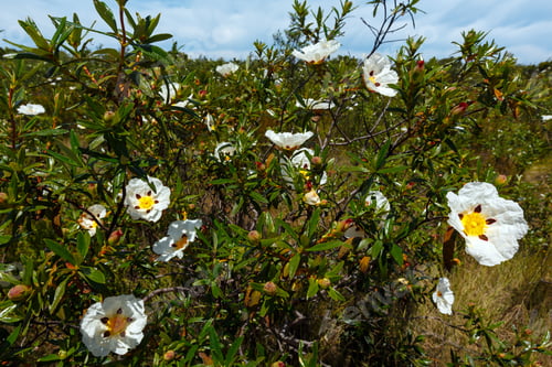 Preview: Big White Wild Azalea Flowers Bushes (Cistus Ladanifer, Gum Rockrose, Jara Pringosa)