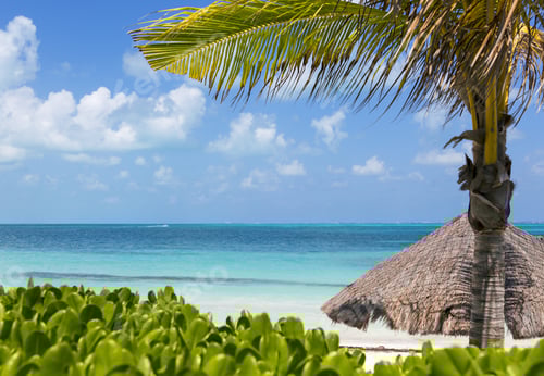 Preview: View In The Tropical Paradise. Palm Tree With Umbrella And Turquoise Water. White Sand Beach In The