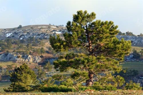 Preview: Pine Conifer Tree On Spring Mountain Background