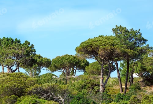 Preview: Pine Trees On Hill On Sky Background.