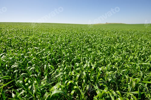 Preview: Green Field In Israel, Spring