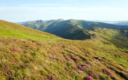 Preview: Pink Rhododendron Flowers On Summer Mountainside (Ukraine, Carpathian Mountains)