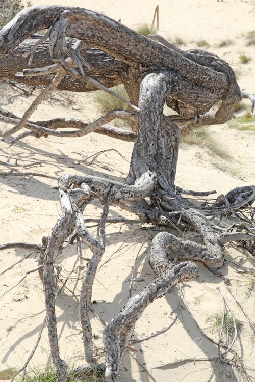Preview: Pine Tree At Cala Mesquida, Majorca Island, Spain