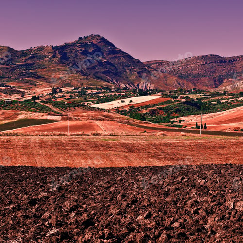 Preview: Olive Groves And Plowed Sloping Hills Of Sicily In Spring At Sunset